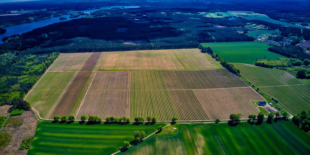 Plantacja Jerzkowice, Czarna Dąbrówka