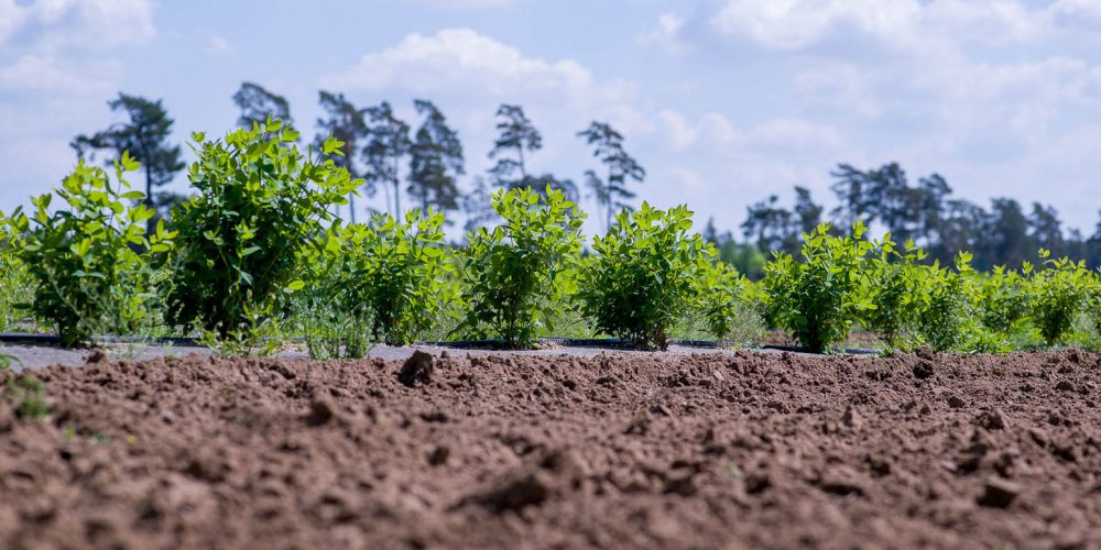 Plantacja Jerzkowice, Czarna Dąbrówka