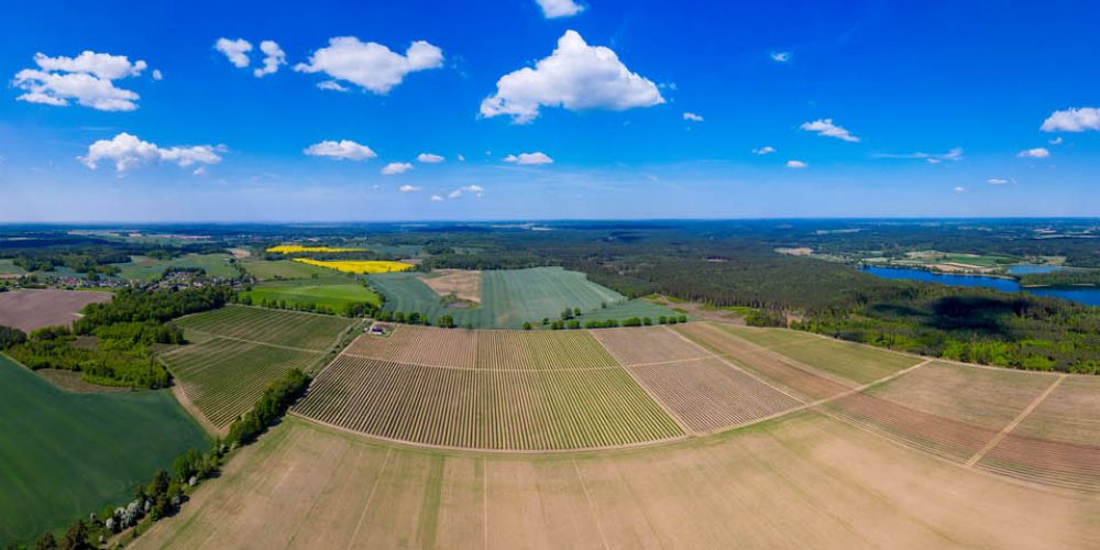 Plantacja Jerzkowice, Czarna Dąbrówka